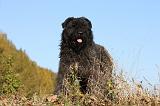 BOUVIER DES FLANDRES 278